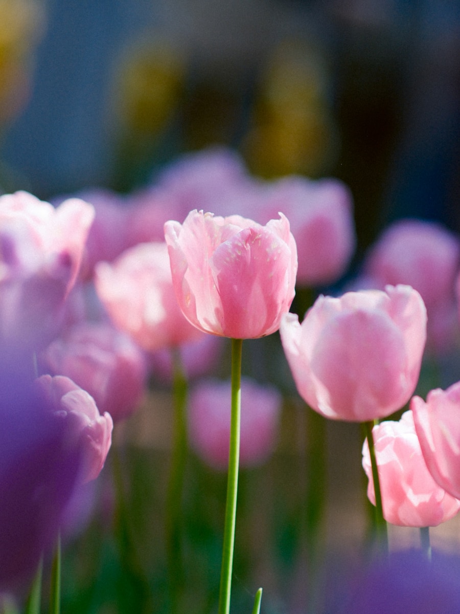 a bunch of pink flowers that are in the grass