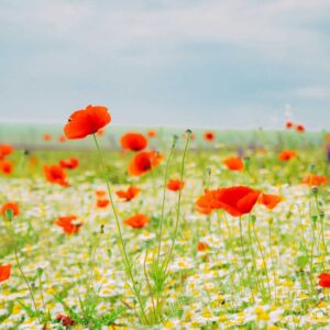 red flower field under blue sky during daytime