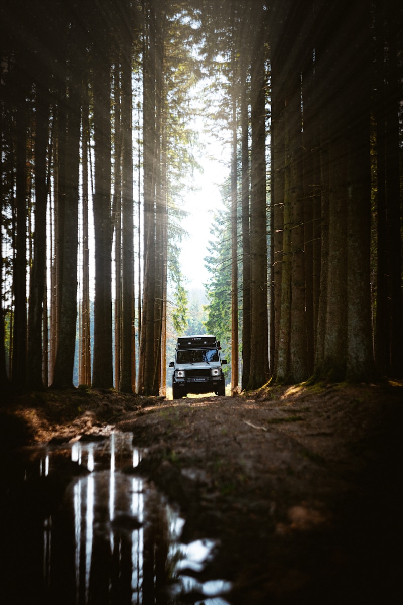 A truck is parked in the middle of a forest