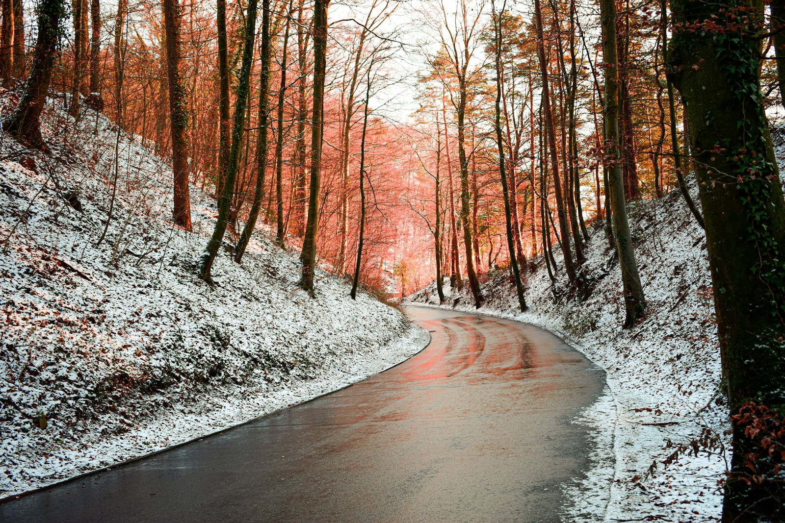 brown trees on snow covered ground during daytime