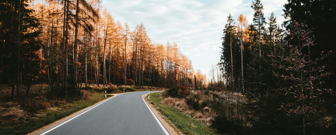 empty road surrounded by trees during daytime