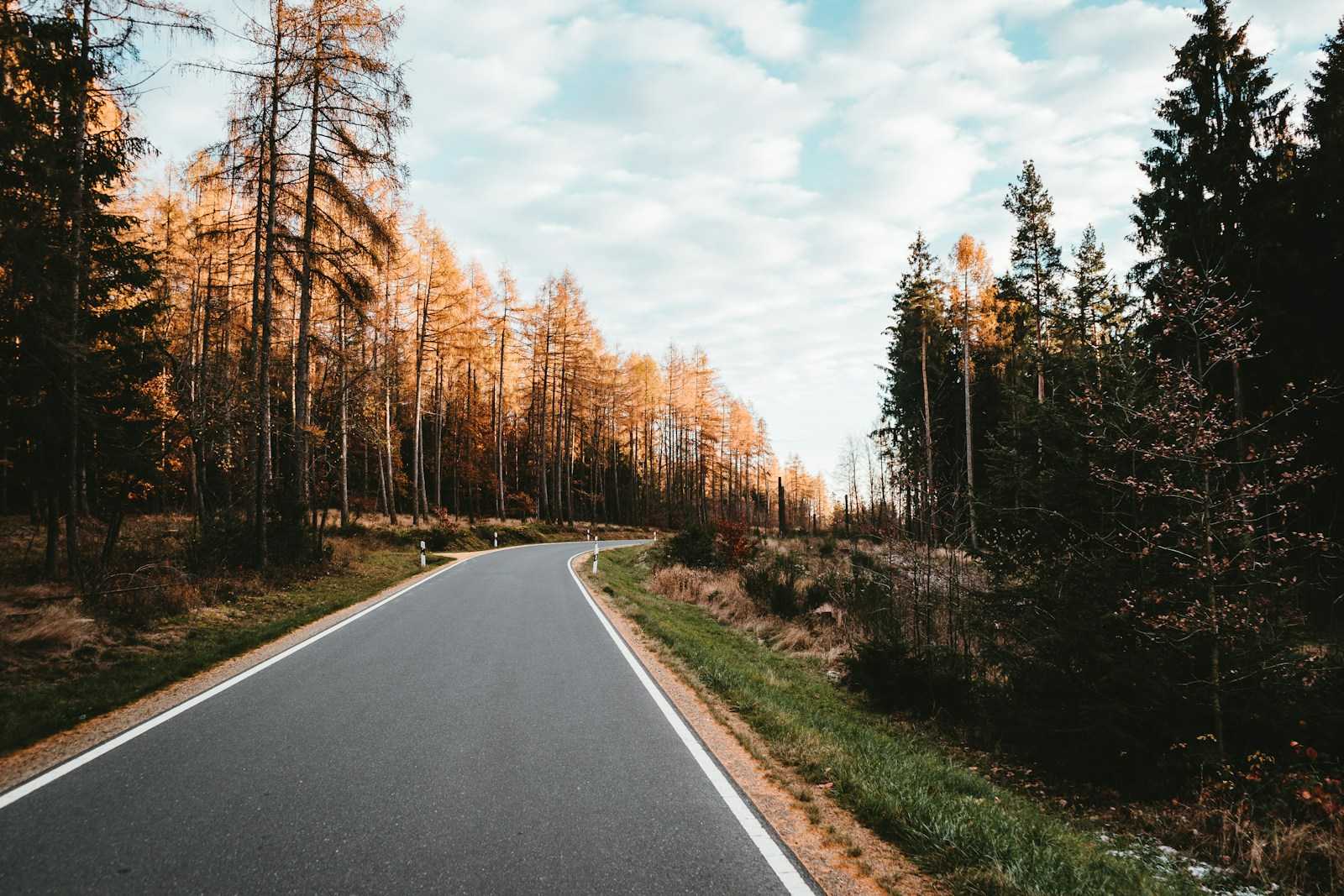 empty road surrounded by trees during daytime